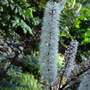 Cimicifuga ramosa atropurpurea