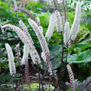 Cimicifuga ramosa 'Brunette'