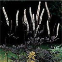 Cimicifuga ramosa 'Hillside Black Beauty'