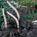 Cimicifuga ramosa 'James Compton'