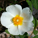 Cistus salvifolius