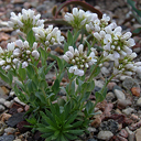 Coluteocarpus vesicaria vesicaria