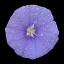 Convolvulus sabatius