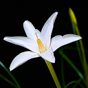 Cooperia herbertiana