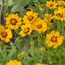 Coreopsis lanceolata 'Sterntaller'