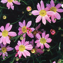 Coreopsis rosea 'American Dream'