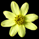 Coreopsis verticillata 'Moonbeam'