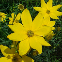 Coreopsis verticillata 'Zagreb'
