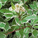 Cornus alba 'Elegantissima'