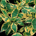 Cornus alba 'Gouchaulti'