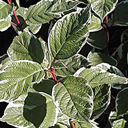 Cornus alba 'Sibirica Variegated'