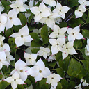 Cornus kousa chinensis