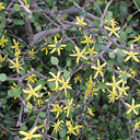 Corokia cotoneaster