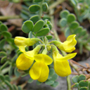 Coronilla minima