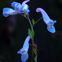 Corydalis ex 'Dufu Temple'