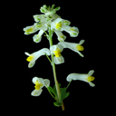 Corydalis ochroleuca