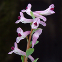 Corydalis paczoskii
