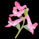 Corydalis solida