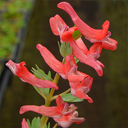 Corydalis solida transylvanica