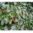 Cot. dam. x microphylla �Eicholtz�