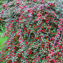 Cotoneaster astrophoros