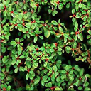 Cotoneaster cooperi