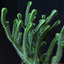 Crassula peploides