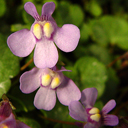 Cymbalaria aequitriloba
