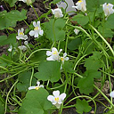 Cymbalaria murialis alba compacta