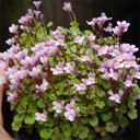 Cymbalaria murialis globosa roseum
