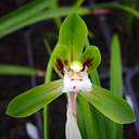 Cymbidium goeringii