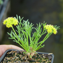 Cymopterus longilobatus ex WY
