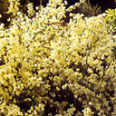 Cytisus x kewensis
