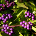 Callicarpa dichotoma