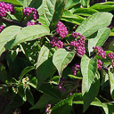 Callicarpa dichotoma