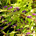 Callicarpa dichotoma 'Spring Gold'