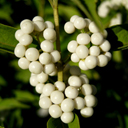 Callicarpa japonica 'Leucocarpa'