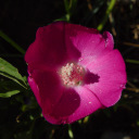 Callihroe involucrata 'Buffalo Rose'