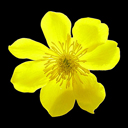 Caltha Palustris