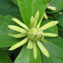 Calycanthus (athens x floridus) open poll