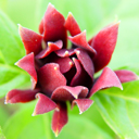 Calycanthus floridus