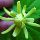 Calycanthus (athens x floridus) open poll