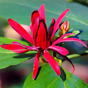 Calycanthus occidentalis