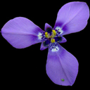 Calydorea nuda
