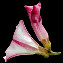Calystegia macrostegia ssp. cyclostegia