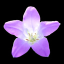 Campanula anomala