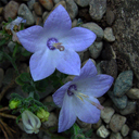 Campanula fragilis ssp fragilis