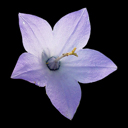 Campanula isophylla 'Mayi'