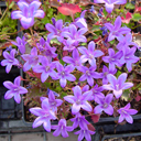 Campanula portenschlagiana 'Resholts'