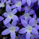 Campanula portenschlagiana aurea